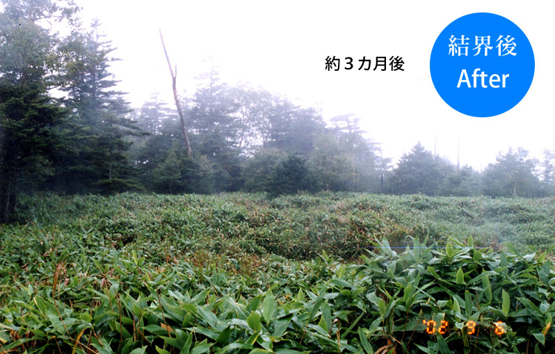 施術後（3ヶ月後）